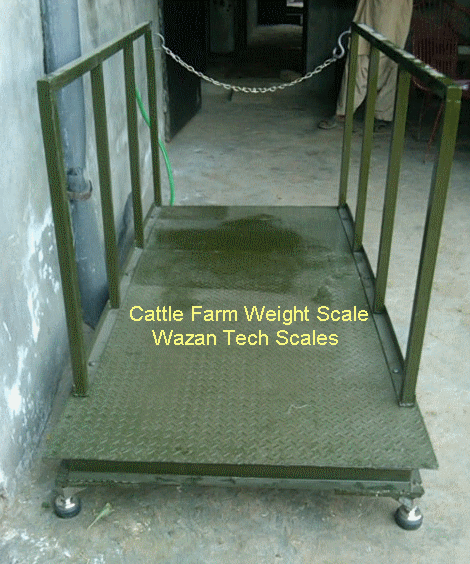 View of Cattle Weighing Scale
